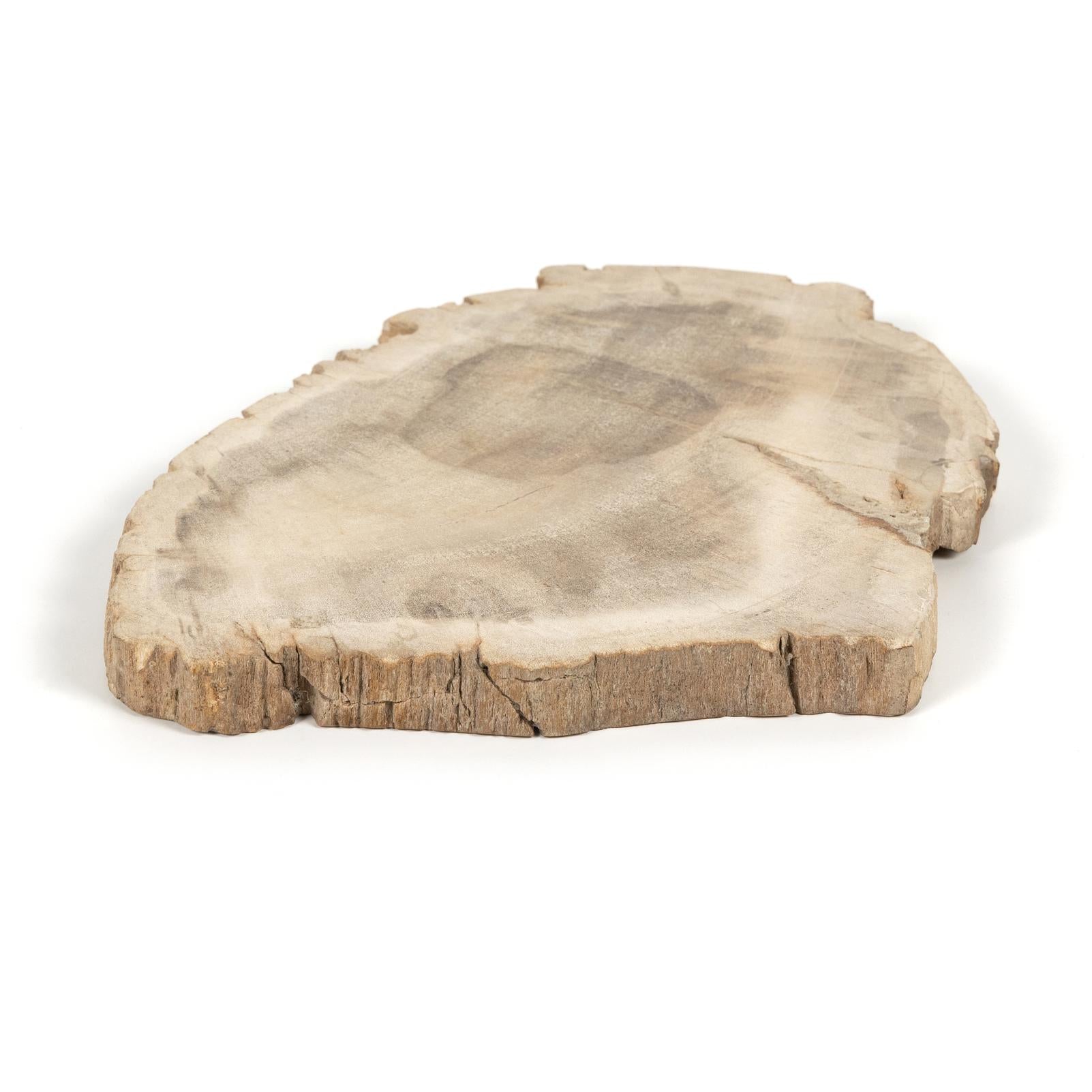 Petrified Wood Slab